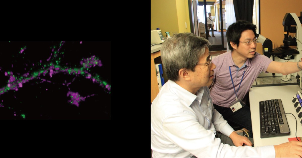 LMTK3 EEA1-hpimag.jpg?h=